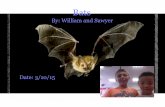 William's Bats