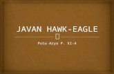 Javan hawk eagle