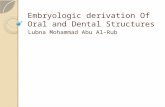 (Lec 2) Embryology - Embryologic derivation of oral and dental structures 2
