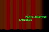 Papillomatose laryngée