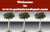Variety of Palm Trees to Sale in North Carolina