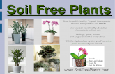 Soil Free Plants