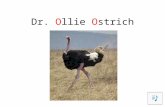 Ollie Ostrich Story & Sound Signal