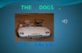 The dogs by Salva
