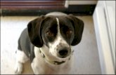 Dog training - teaching your dog the sit command