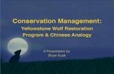 Conservation Management: Yellowstone Wolf Restoration Program & Chinese Analogy