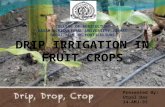Drip irrigation in fruits