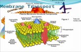 Membrane transport  final