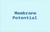 Membrane  potential + action potential