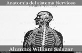 Anatomía del sistema Nervioso