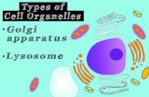 Cell organelles and functions | golgi apparatus | lysosomes | cell biology part 5
