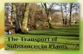 The transport of substances in plants