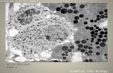 15.13 Cell Explorer Pancreas- View 1