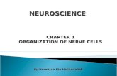 Organization and nerve cells