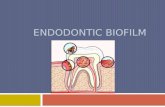 Endodontic biofilm