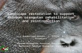 Landscape restoration to support Bornean orangutan rehabilitation and reintroduction