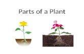 Parts of a plant good example