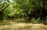 The amazon rainforest