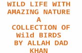 Wild life with birds of world by Allah Dad Khan Former DG Agriculture