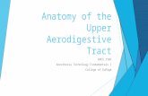 ANES 1502 - M6 PPT: Anatomy of the Upper Aerodigestive Tract