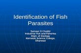 Fish parasite