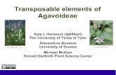 Transposable elements of Agavoideae