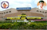 Lipid digestion and absorption for medical school