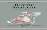 Bovine anatomy