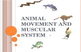 Animal Movement and Muscular System