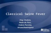 Classical Swine Fever