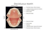 Dental Anatomy slides part 3.pdf