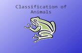Classification of animals(1).ppt