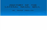 Anatomy of the Lateral Nasal Wall