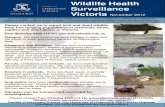 Wildlife Newsletter 08