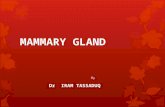 Mammary Gland
