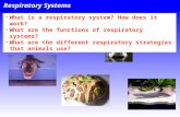animal Respiratory system.ppt