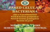 Pared Celular Bacteriana Nancy Lema