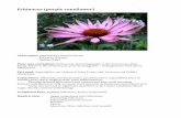 Echinacea Spp monograph