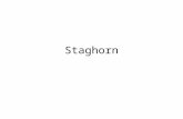 Staghorn Calculi