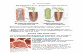 06 Plant Transport Biology Notes IGCSE 2014