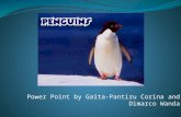 penguin proiect.pptx