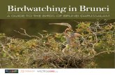 Birdwatching in Brunei