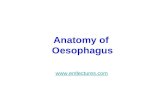 Anatomy of Oesophagus