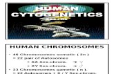 K - 8 Human Cytogenetic