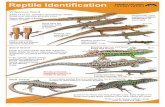 ARC Reptile Guide 2013