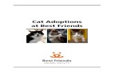 Cat Adoptions at Bf
