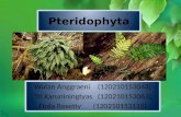 Pteridophyta Wulan Fix