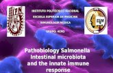 Pathobiology Salmonella Intestinal Microbiota and the Innate Immune Response