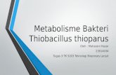 Metabolisme Thiobacillus thioparus
