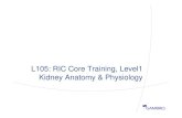 Kidney Anatomy Physiology